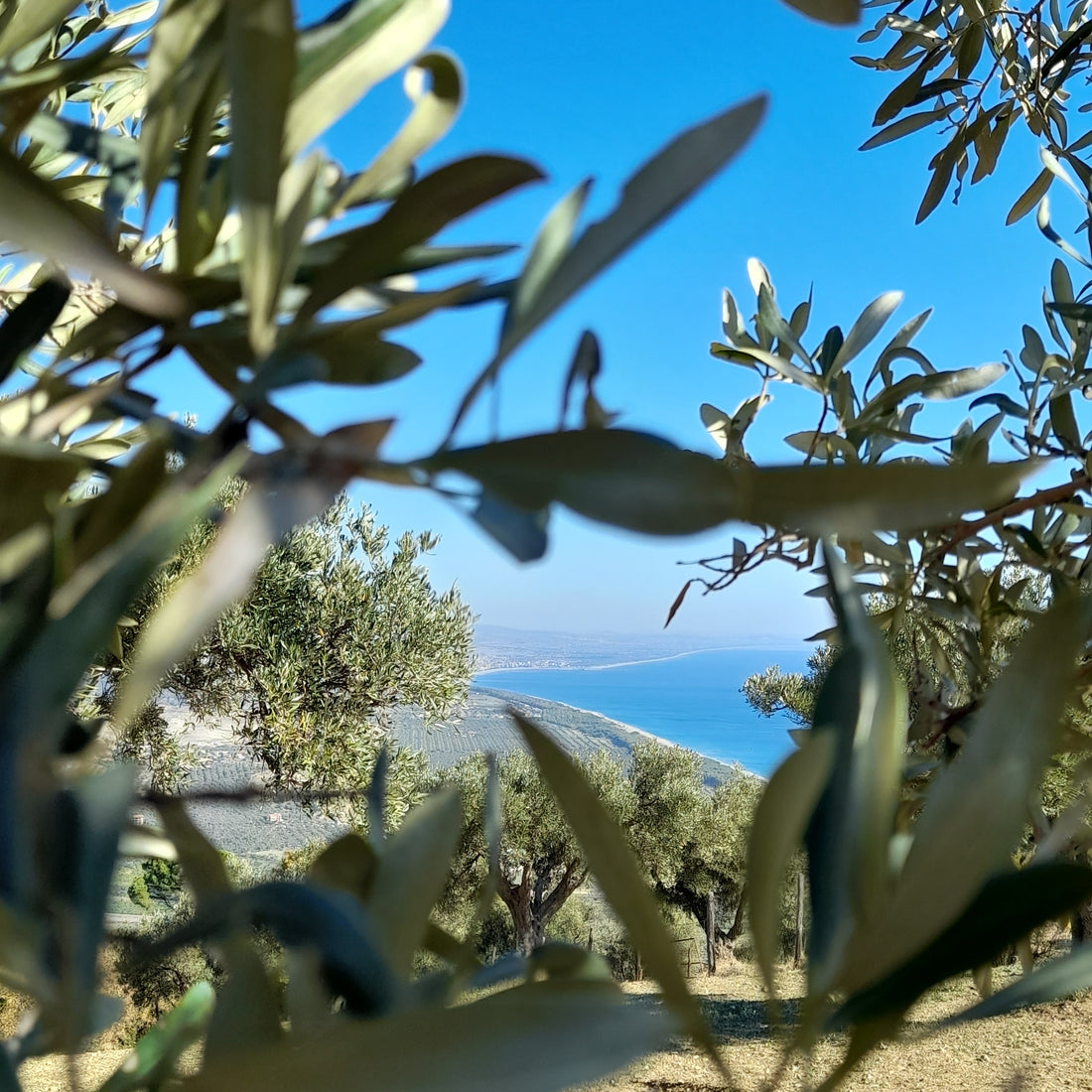 Olive trees in Italy with a view of the sea, southern Italy, Calabria, Catanzaro